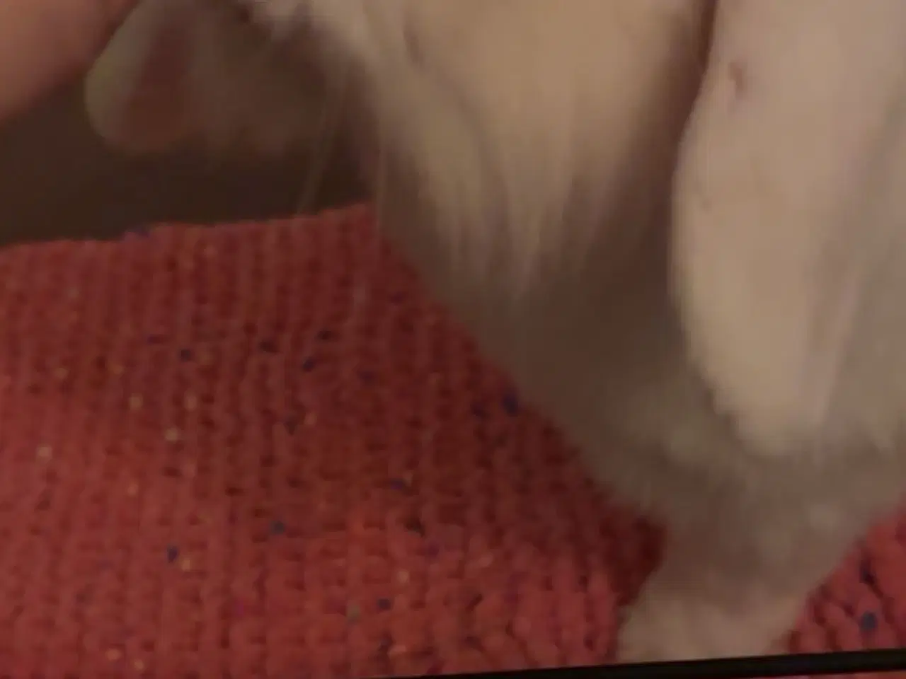 Billede 11 - Verdens sødeste kanin sælges