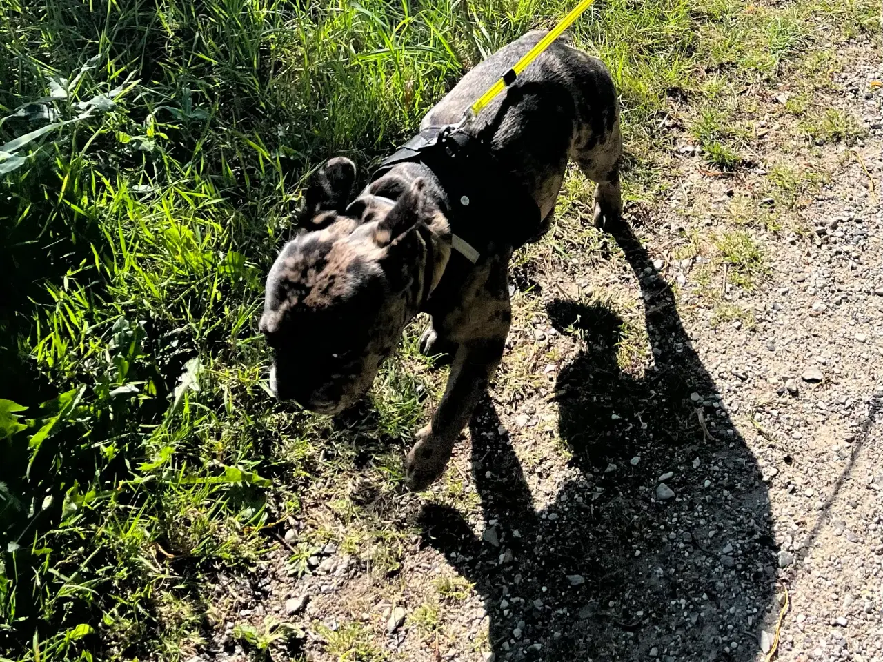 Billede 2 - Fransk bulldog 