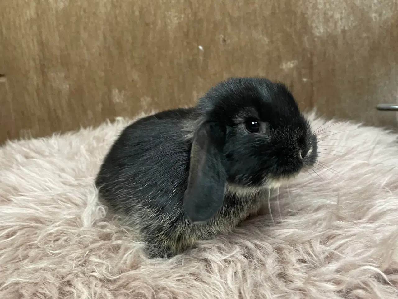 Billede 14 - Minilop unge klar 20/2 (dreng)