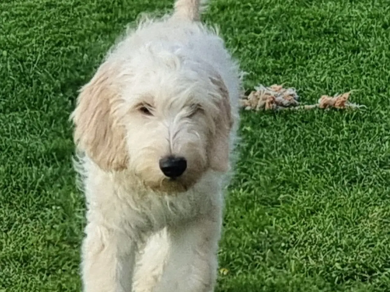 Billede 14 - skønheder Golden doodle hvalpe