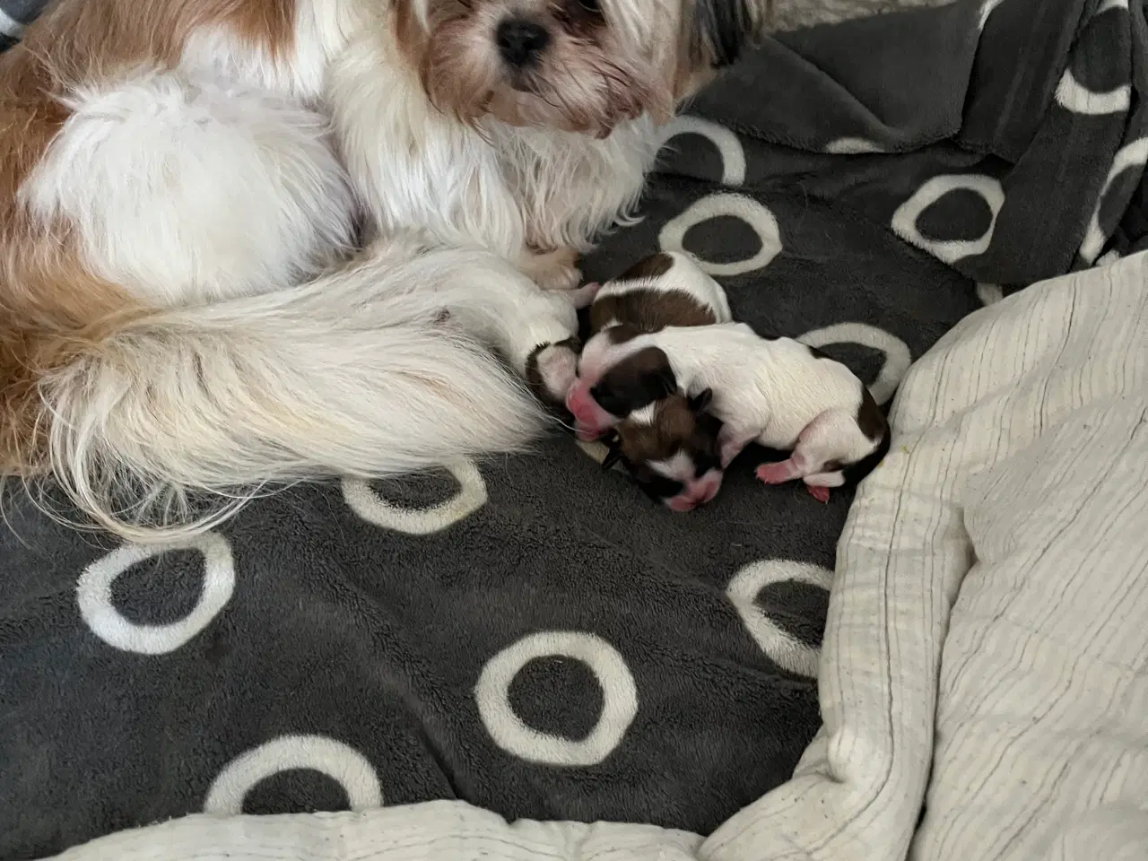 Billede 3 - Shih Tzu / Malteser Hvalpe