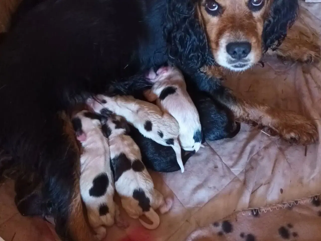 Billede 5 - FT Cocker spaniel født 12. April