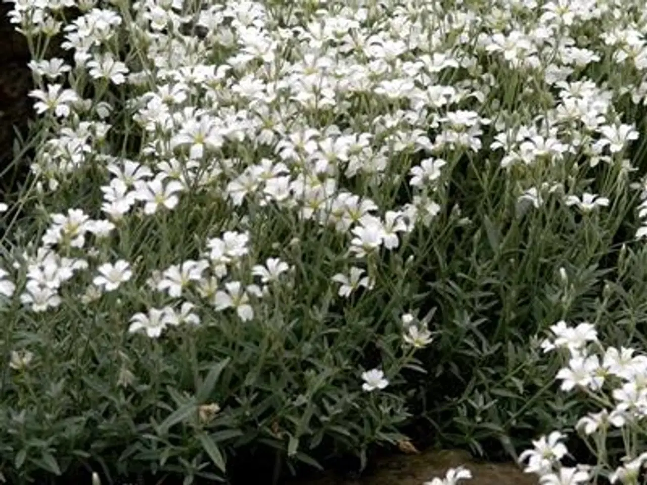 Billede 4 - Hønsetarm med hvide blomster