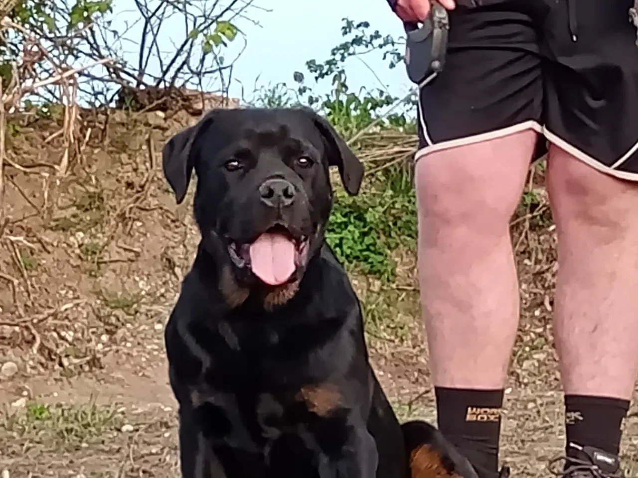 Billede 10 - Lækker rottweiler/ 12 % Cane Corso tæve 8 mdr