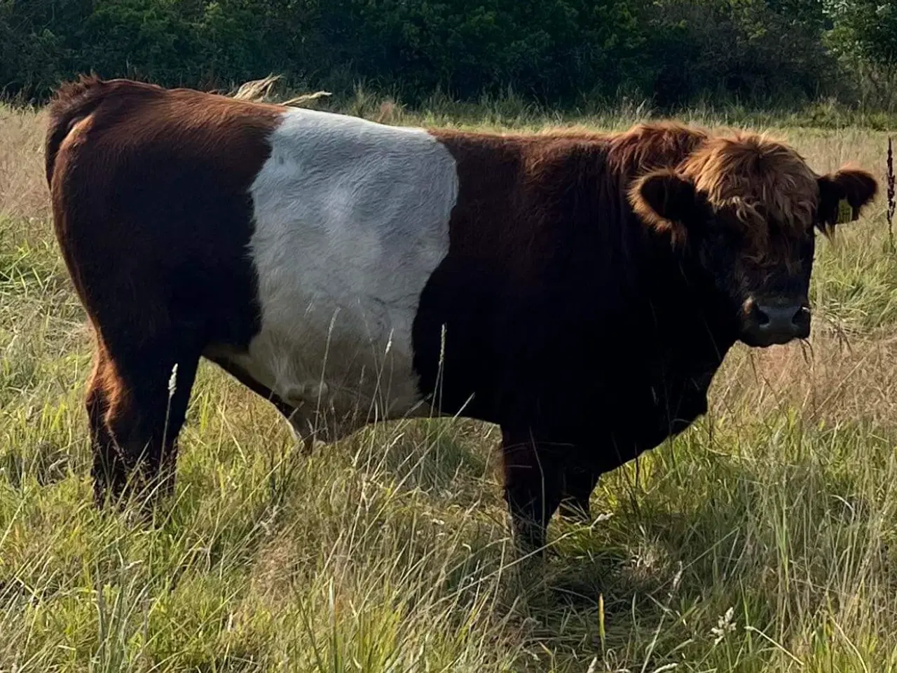 Billede 3 - Rødbælte Galloway-tyr med stamtavle udlejes