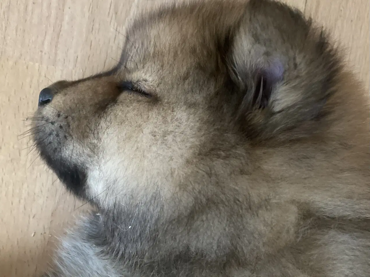 Billede 5 - Chow Chow blandinger