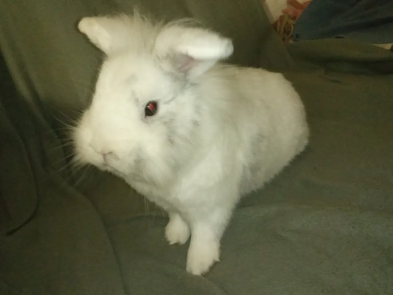 Billede 4 - Skøn og kælen han kanin, blanding mellem løvehoved