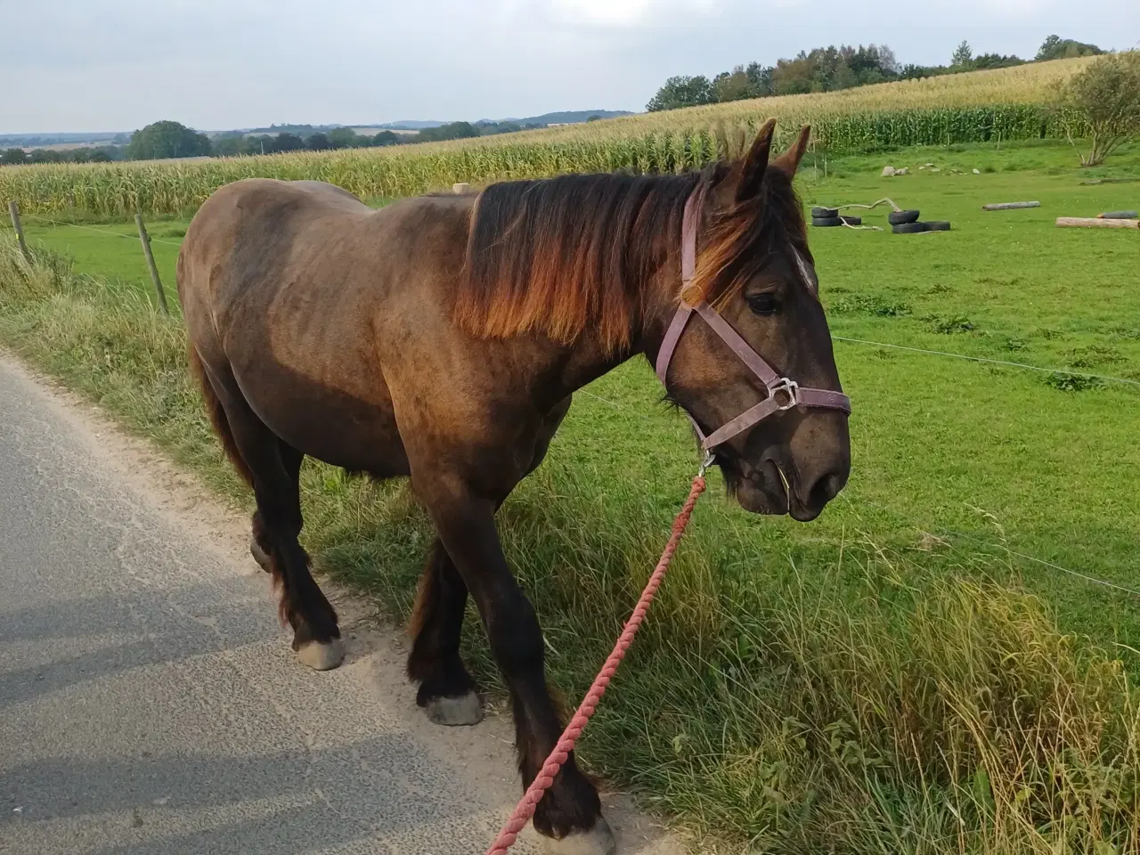 Billede 5 - 1 årig Jyskhest hingst sælges