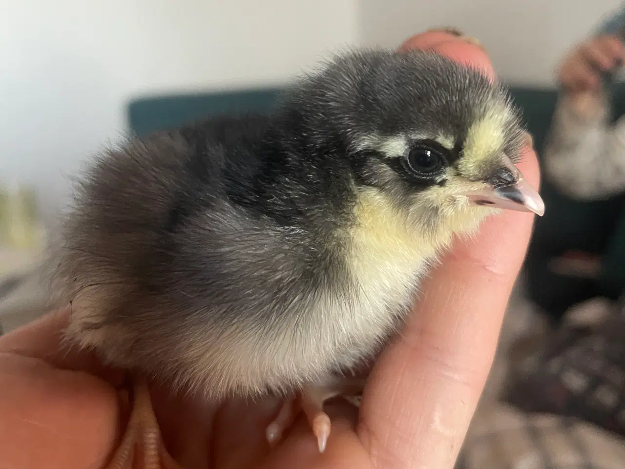 Billede 2 - Daggamle kyllinger og rugeæg 