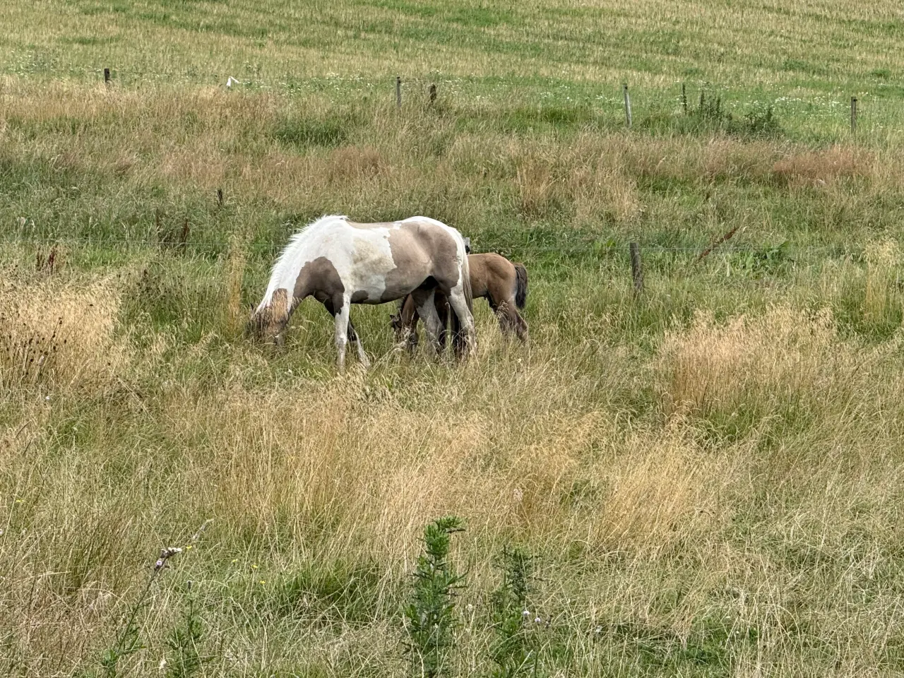 Billede 1 - 3 årig hoppe med føl 