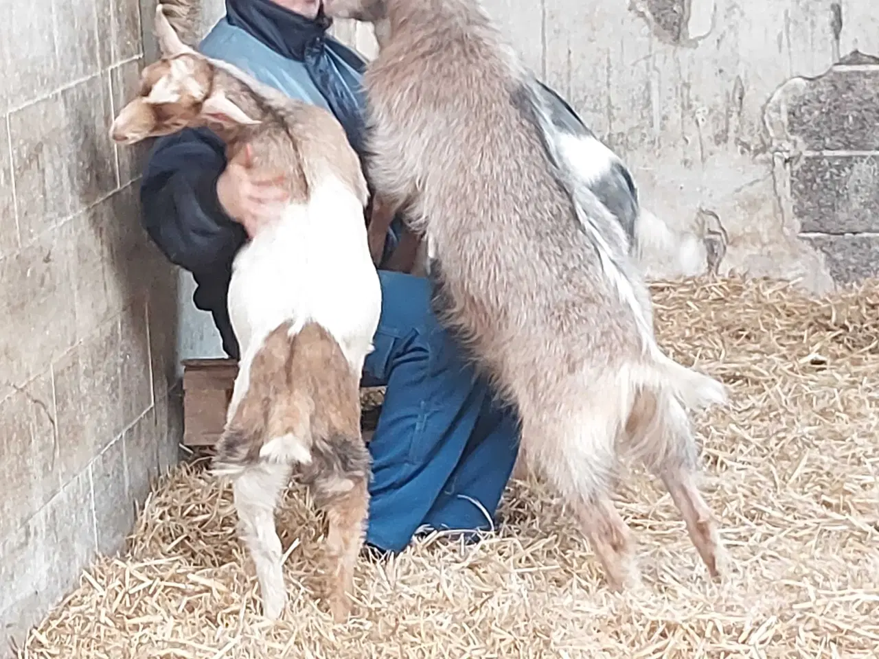 Billede 2 - 4 gede kid