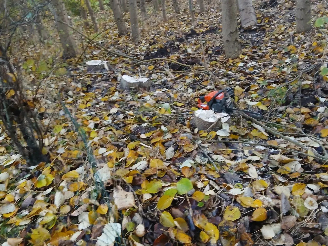 Billede 1 - Alsidig jagt Ande-Gåse og dyrejagt