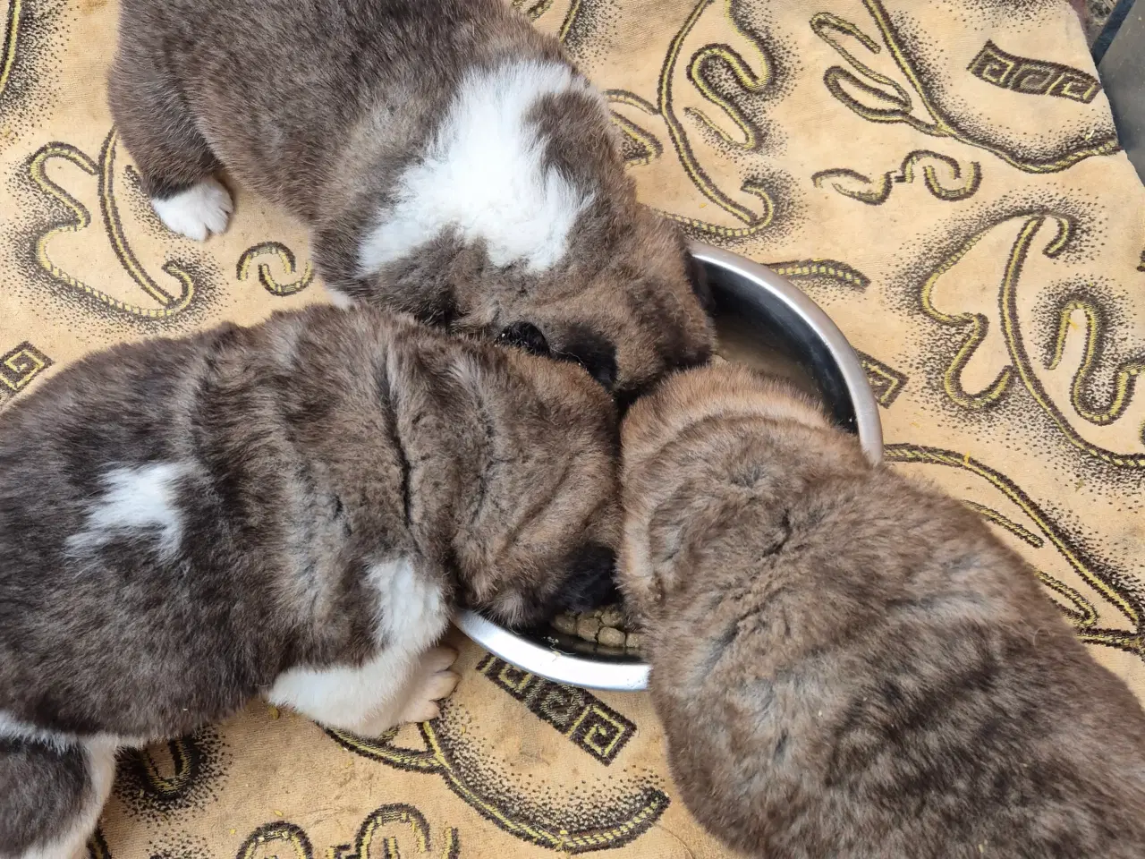 Billede 10 - Hundehvalpe American Akita