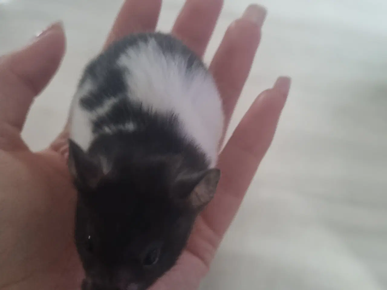 Billede 4 - Hamster unger sælges 