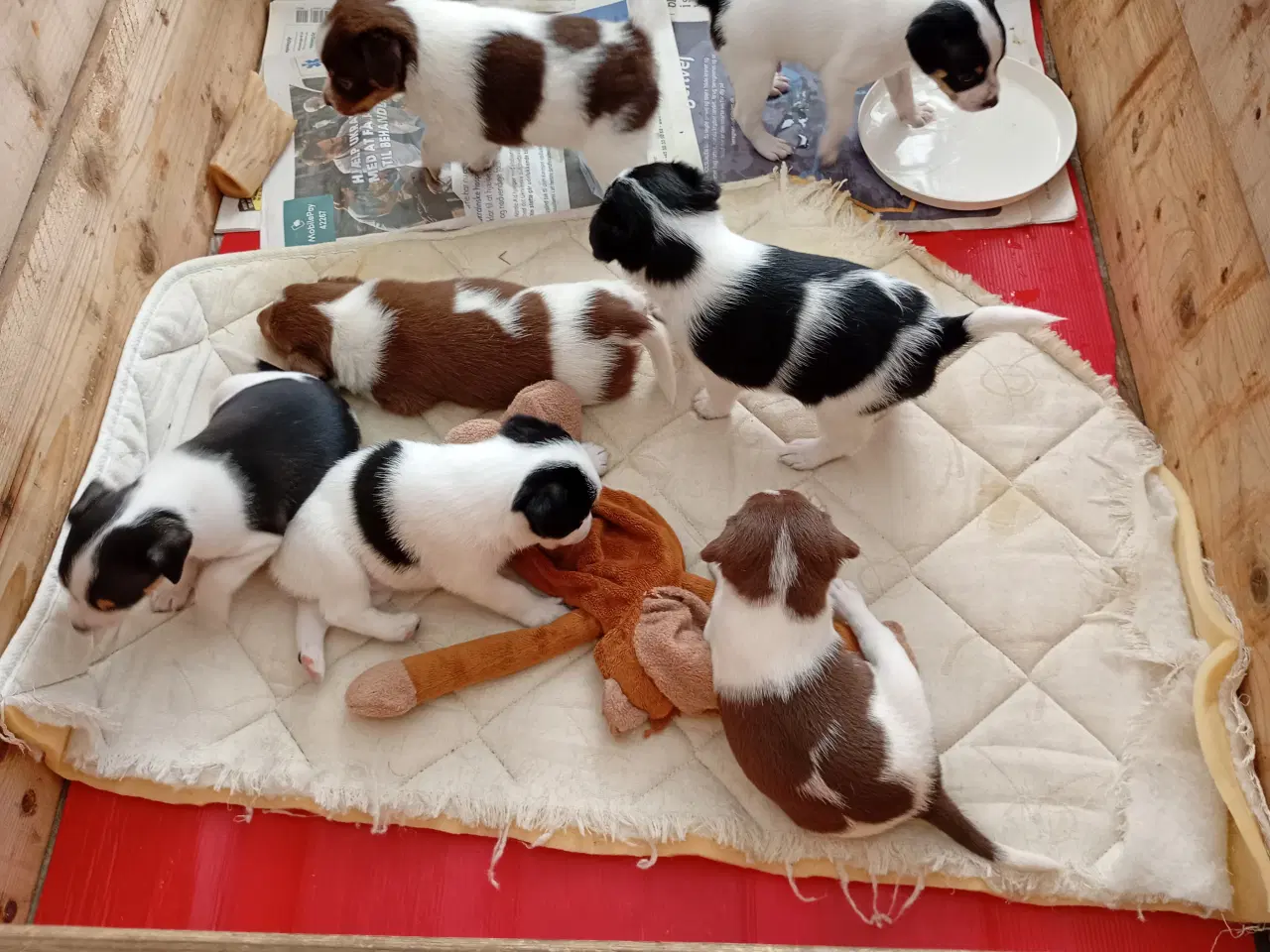 Billede 3 - Dansk Svensk gårdhunde hvalpe sælges