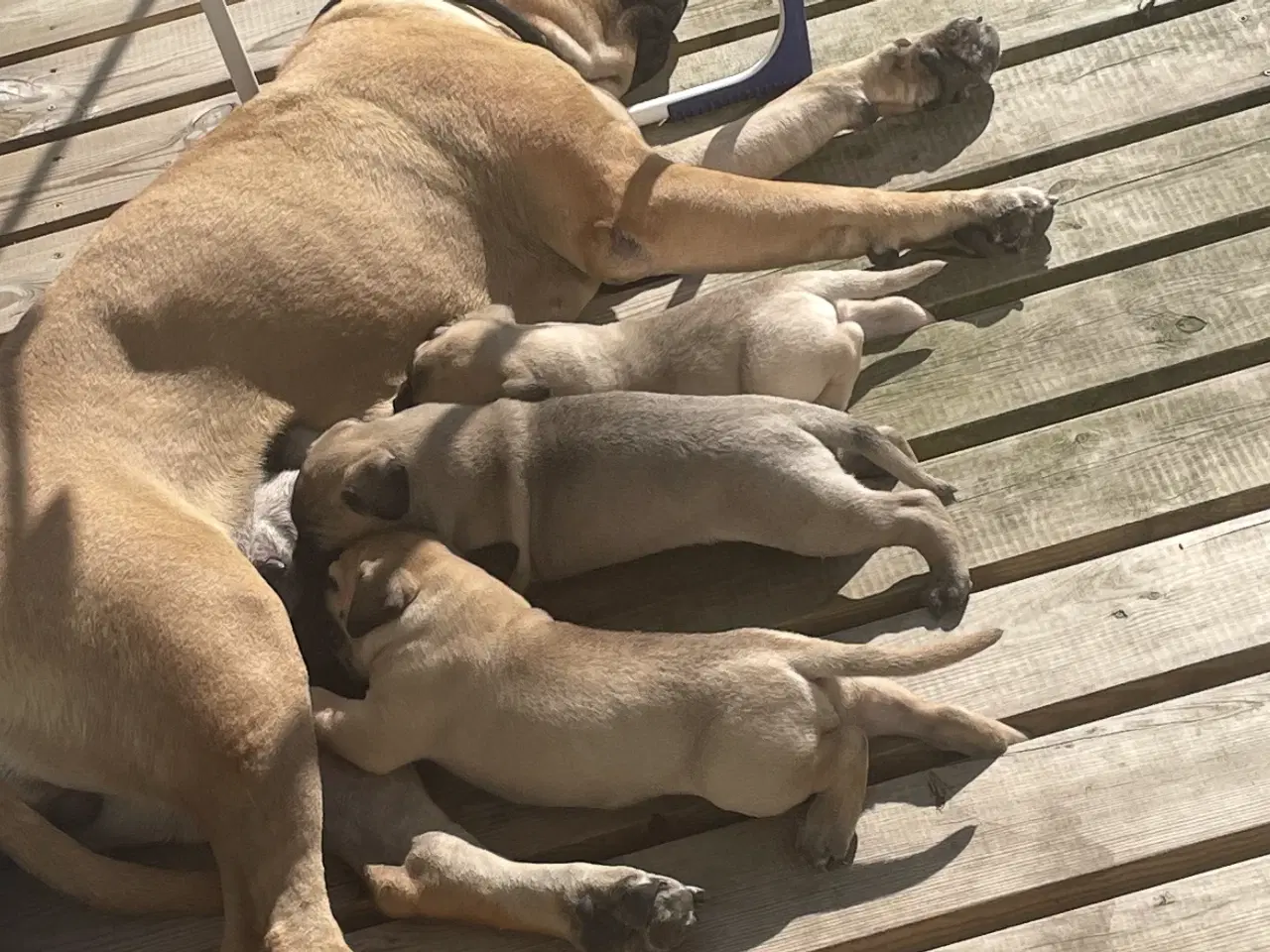Billede 6 - Bullmastiff hvalpe 