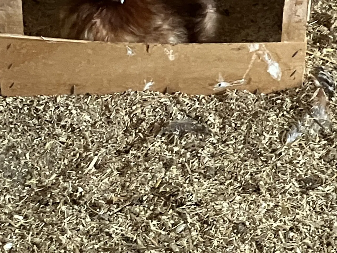 Billede 2 - Rugeæg Silkehøns