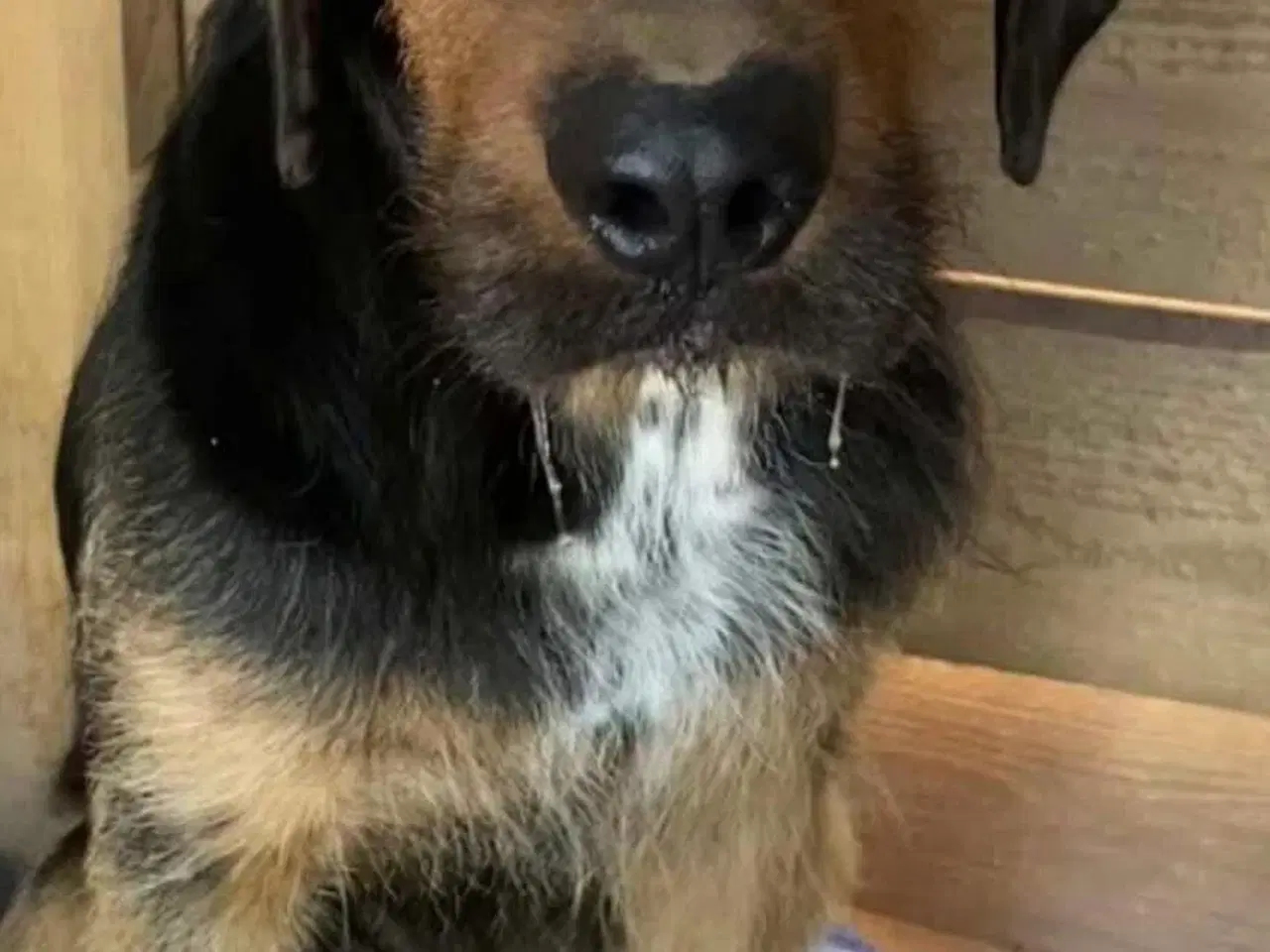 Billede 6 - Gadehunden Chego søger sin helt egen familie❤️