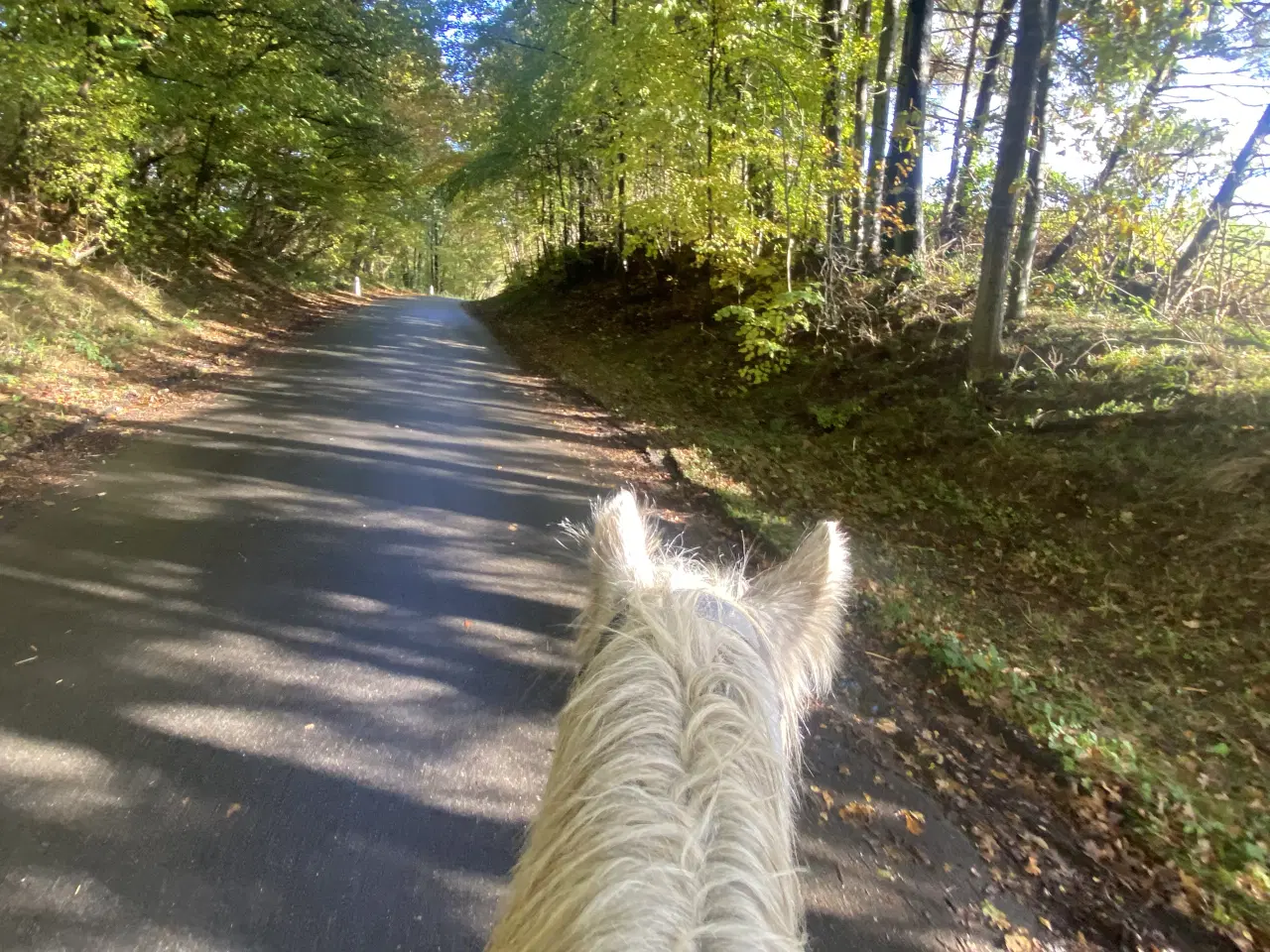 Billede 3 - Skøn dreng søger det rigtige hjem