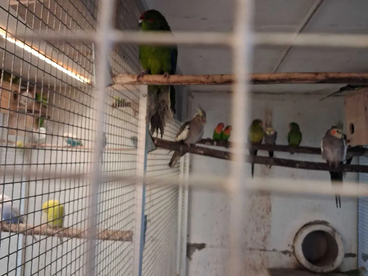 Billede 2 - Gedeparakitter