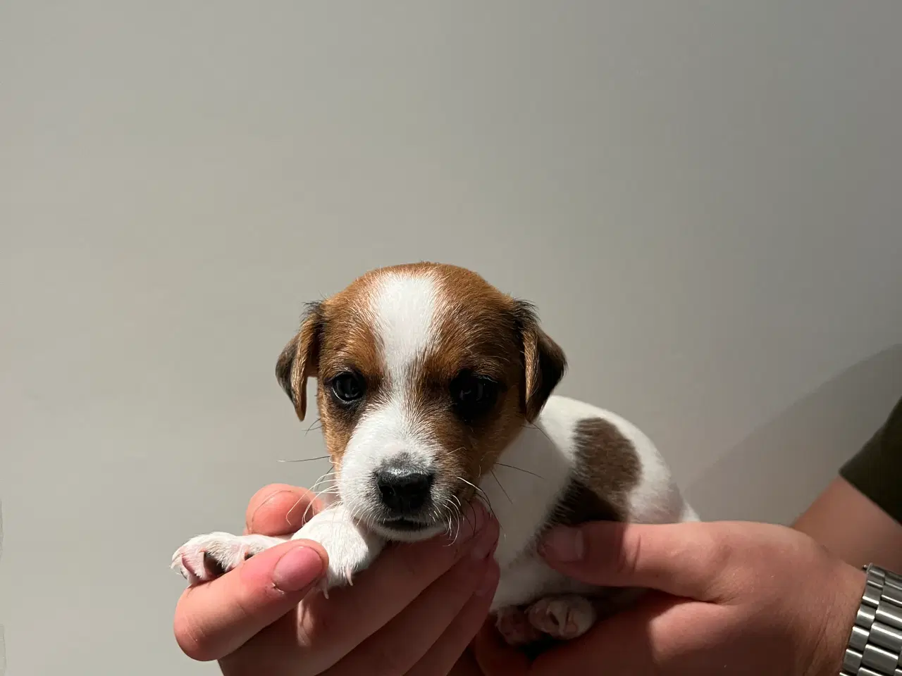 Billede 7 - Jack Russel Hvalpen