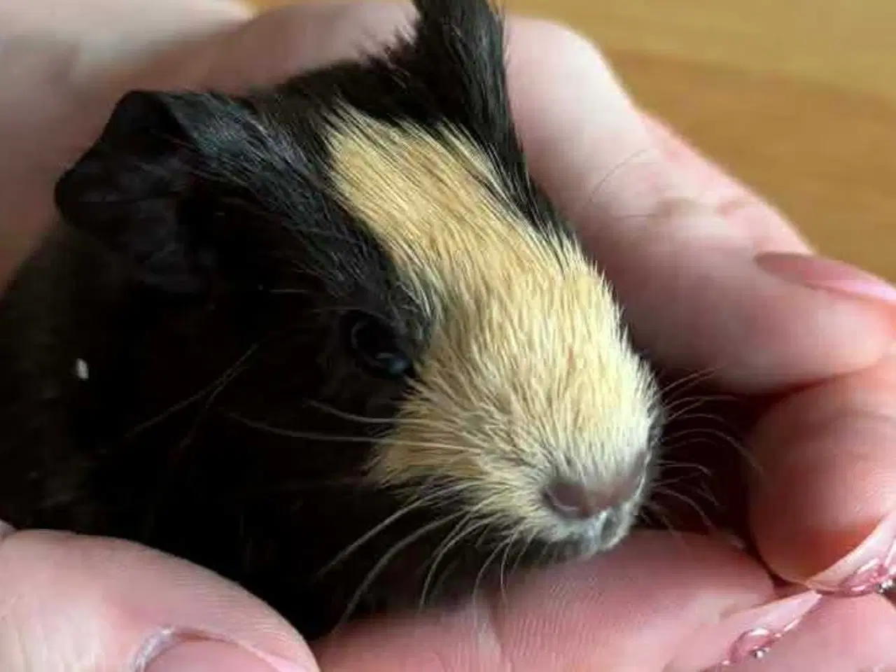 Billede 4 - Mor med 3 unger 