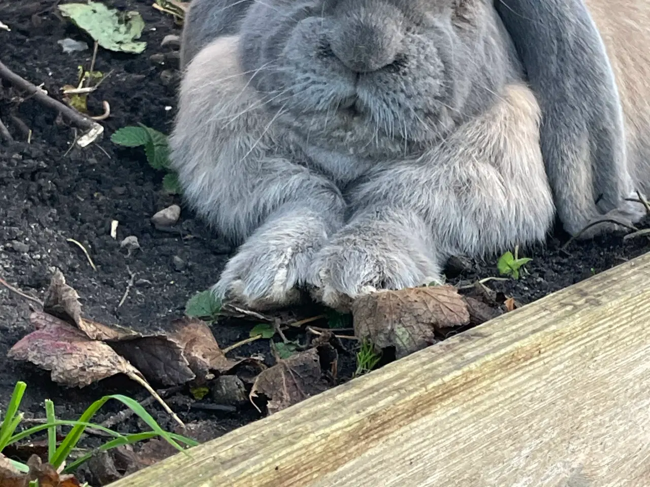 Billede 9 - Franskvædder/ begiskkæmpe unger