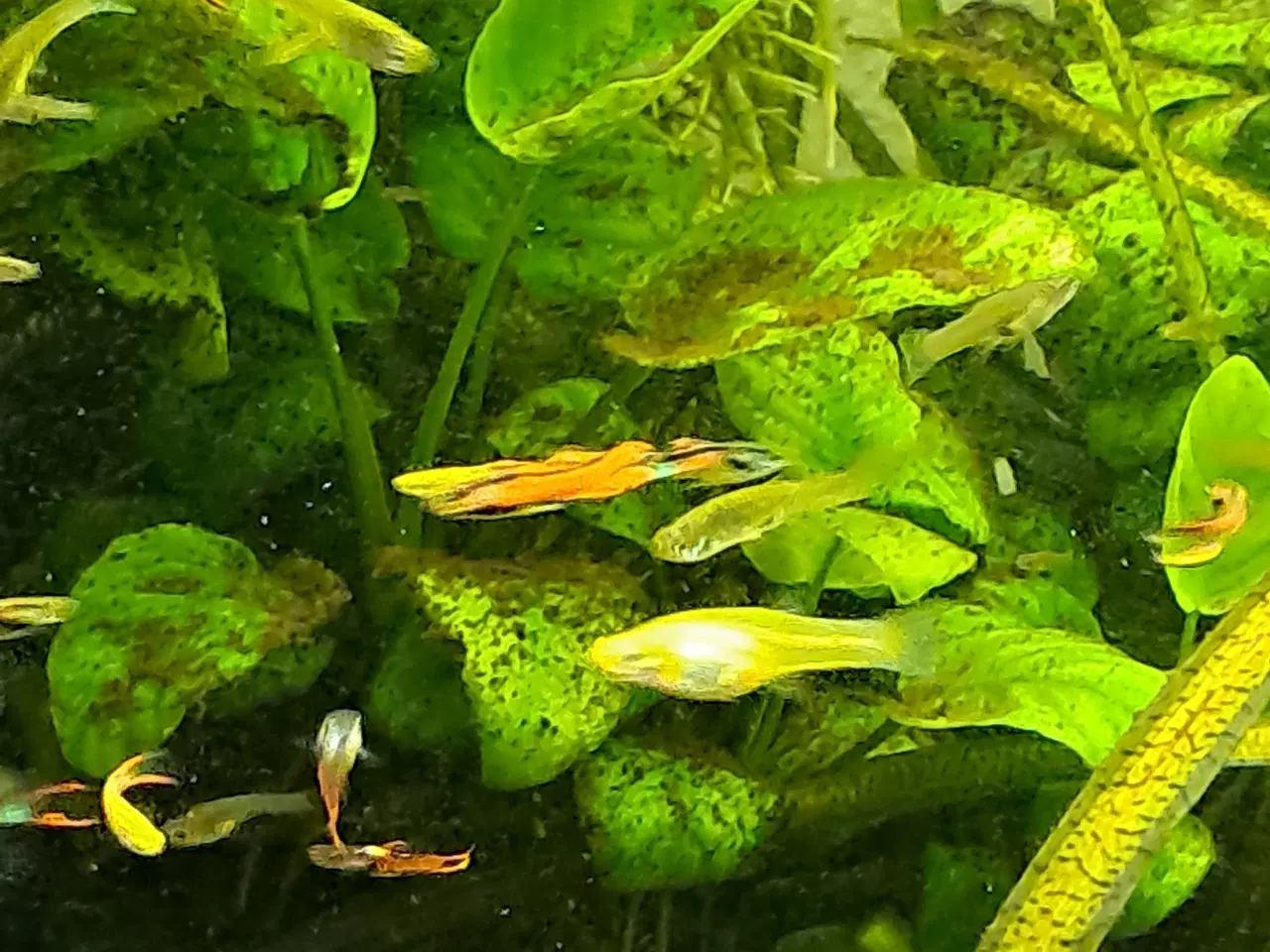 Billede 4 - endler guppy 