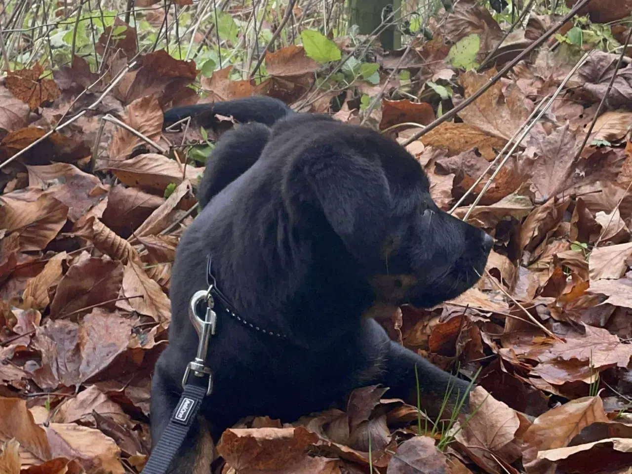 Billede 9 - Rottweiler / schæfer blanding