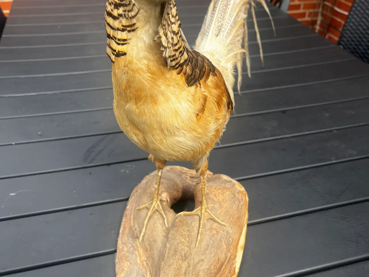 Billede 1 - Udstoppet guldfasan
