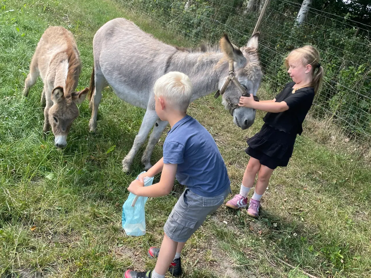 Billede 5 - Æsel hoppe med føl
