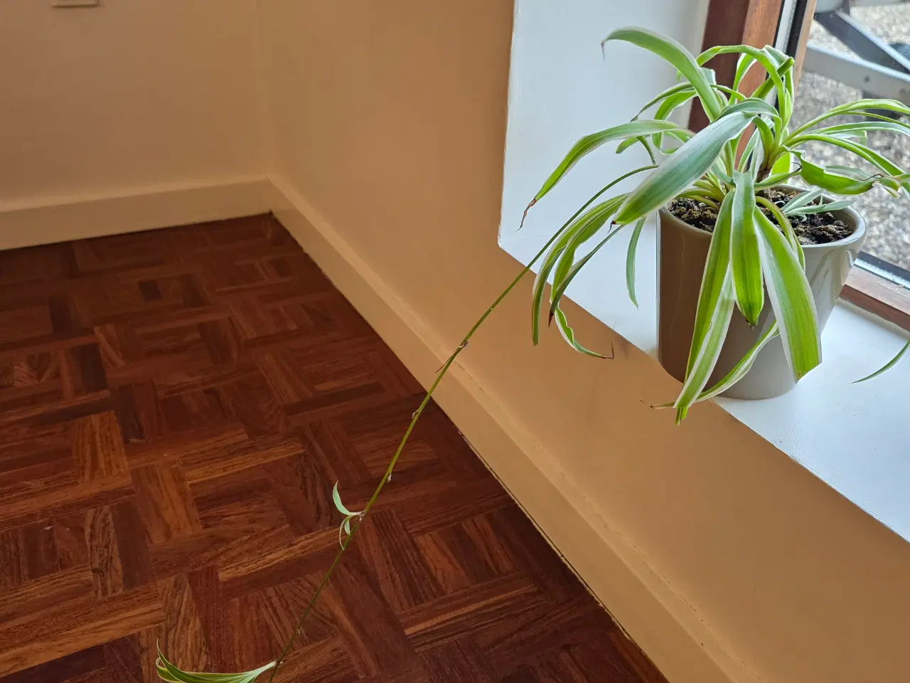 Billede 2 - Planter/stueplanter