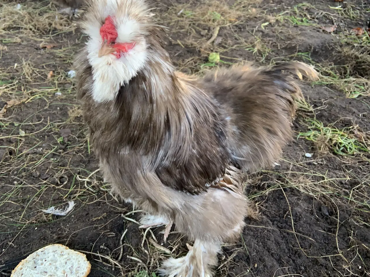 Billede 1 - Us silkehane