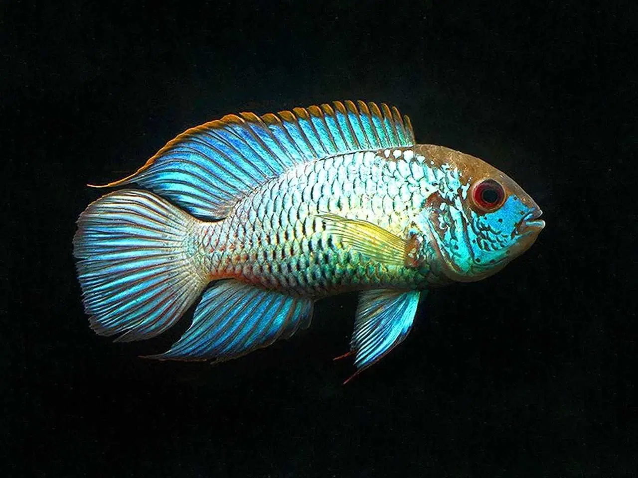 Billede 1 - Electric blue acara