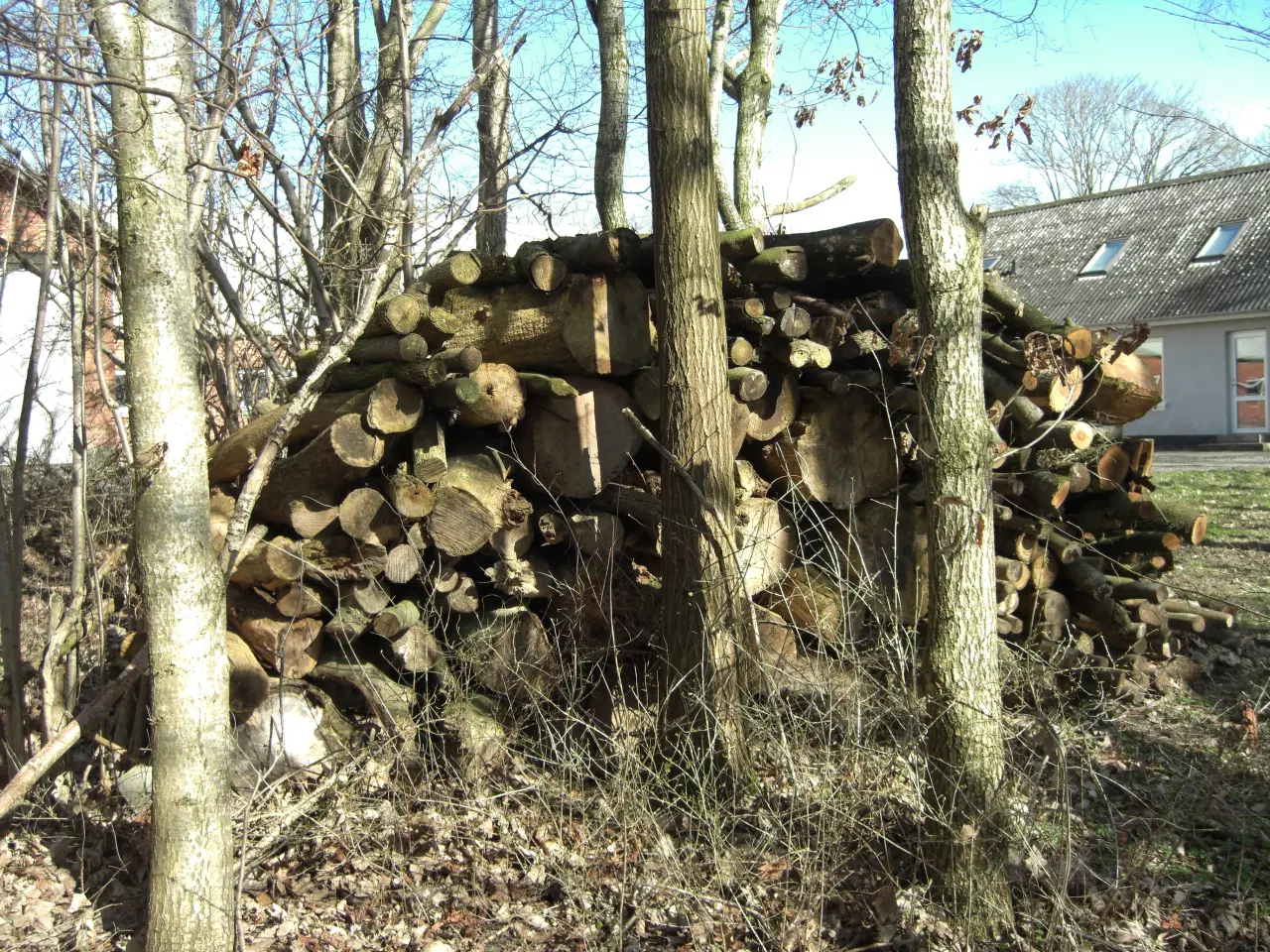 Billede 2 - Diverse løvtræ ca 6 rm