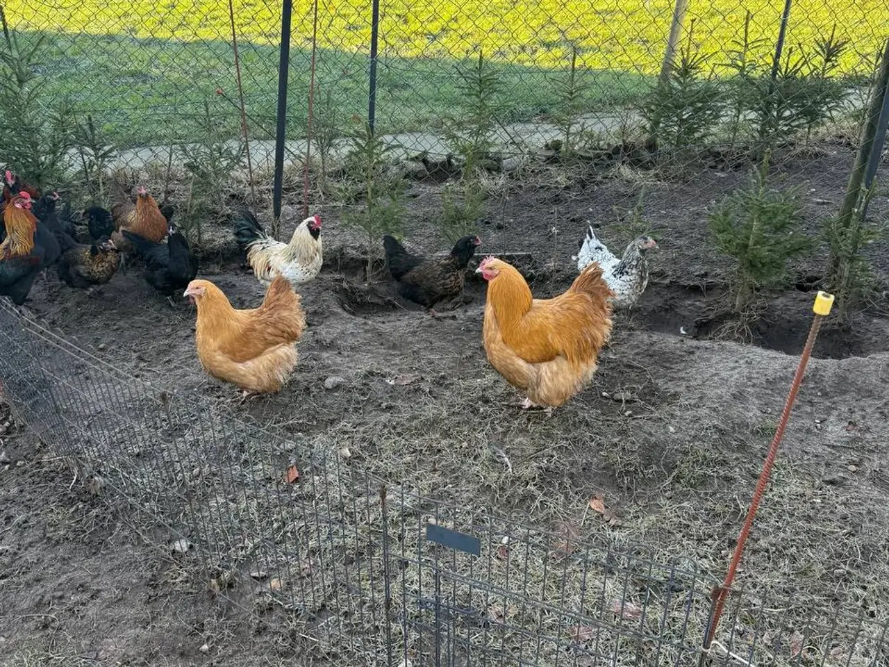 Billede 2 - En ung hane og tre høner i Zone 6818 er til salg.