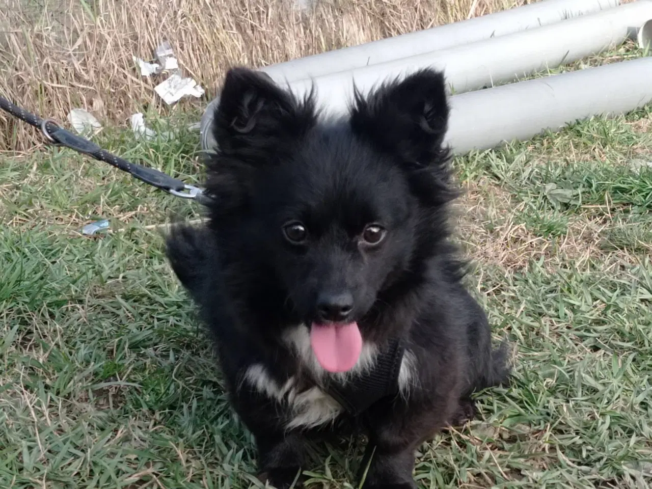 Billede 1 - Nikita - 5 kg