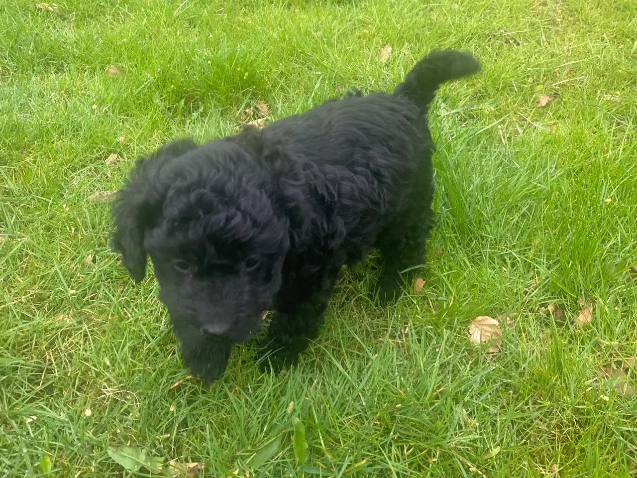 Billede 3 - Cavapoo det er en han. Sund og rask og kan lide at