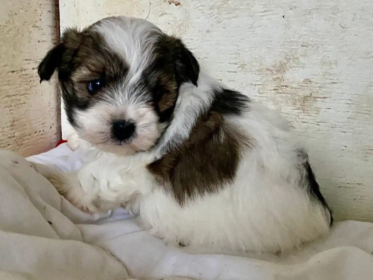 Billede 9 - Biewer Yorkshire terrier / Bolognese