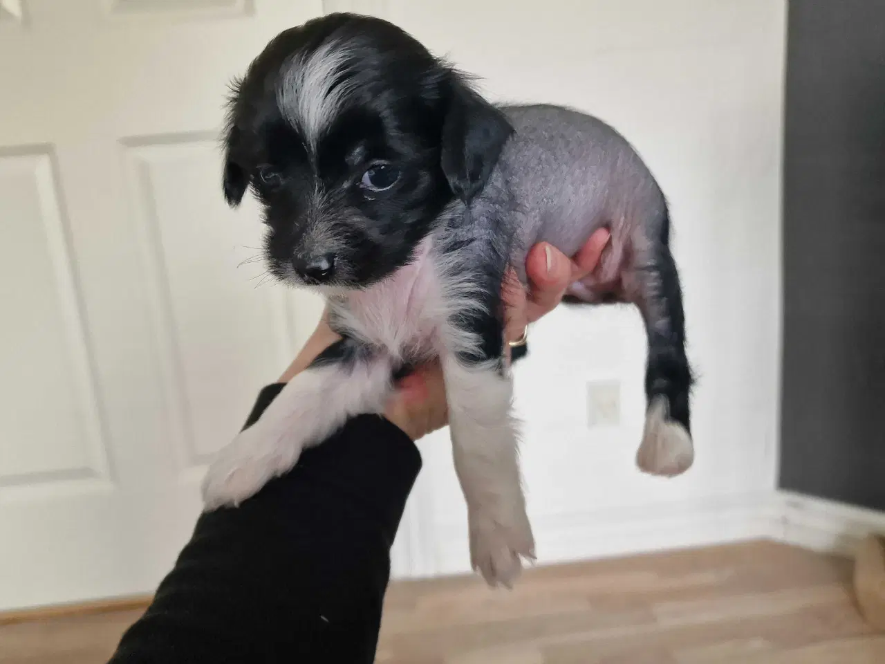 Billede 7 - Chinese crested/chihaua Hundehvalp, hårløs han