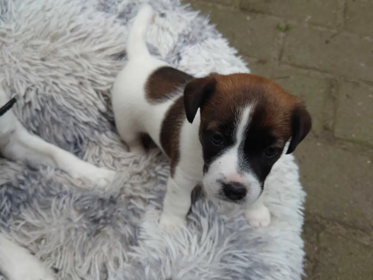 Billede 5 - Jack Russel hvalp (lav benet type).