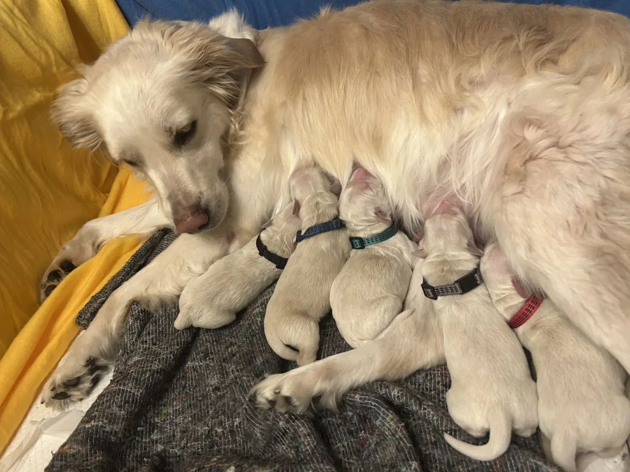 Billede 1 - Golden retriver hvalpe 