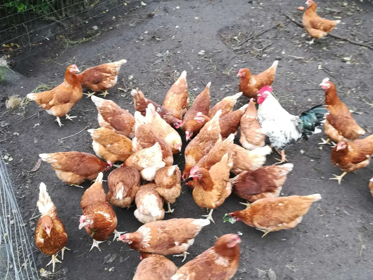 Billede 3 - God ægge lægger røde amerikaner 