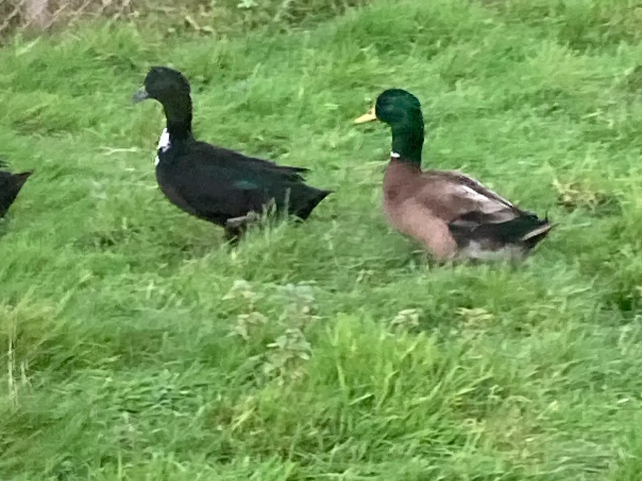 Billede 6 - Moskusænder og landænder