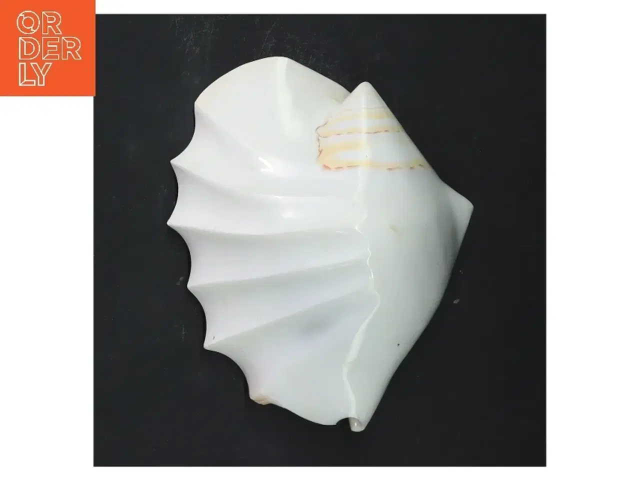 Billede 1 - Dekorativ muslingeskal (str. 14x11x7 cm)