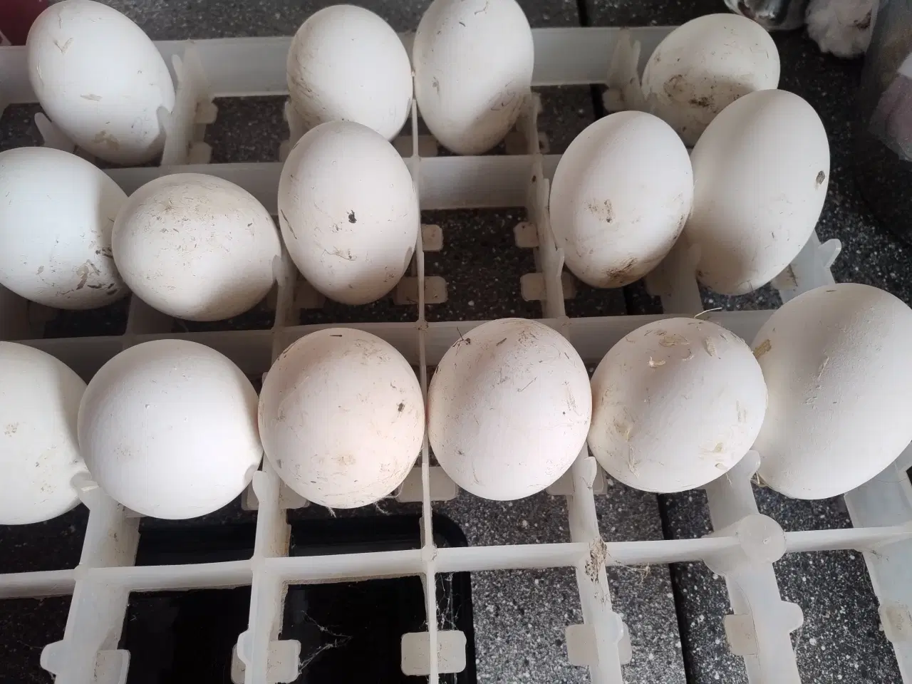 Billede 1 - gåse æg sælges