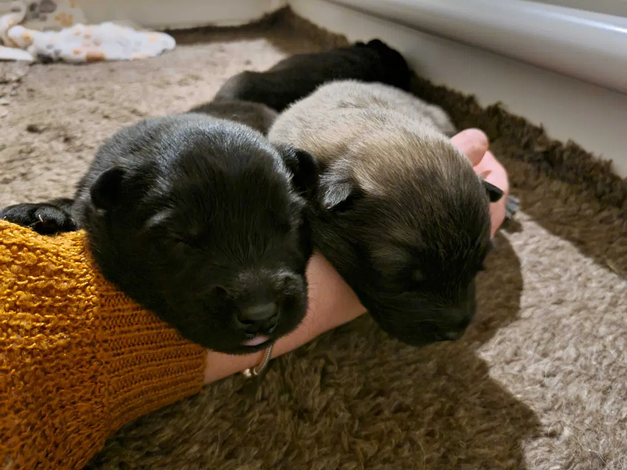 Billede 1 - Eurasier hvalpe sælges