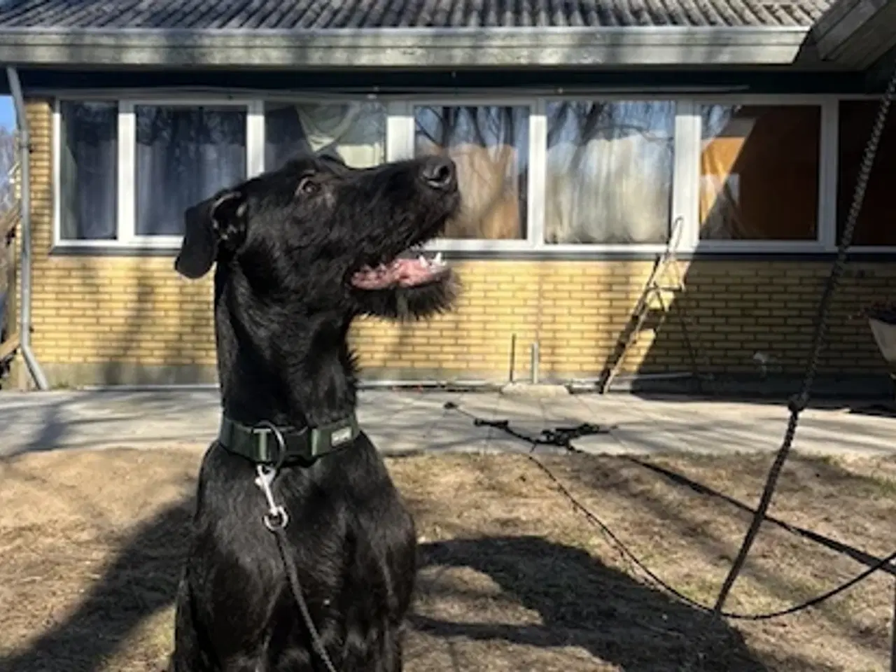 Billede 1 - 2 søde og aktive Dobermann blandingshvalpe