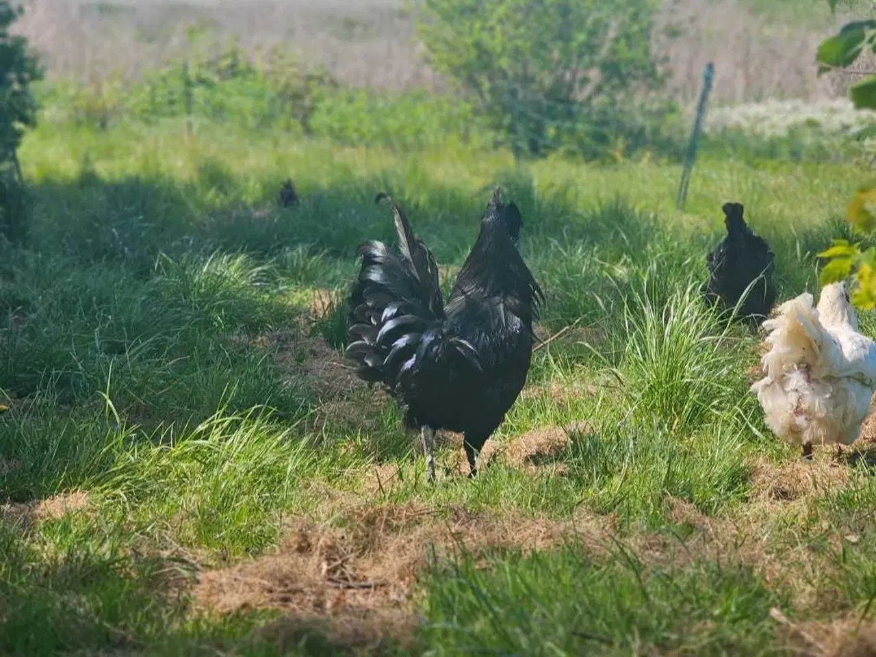 Billede 14 - Ayam Cemani rugeæg 