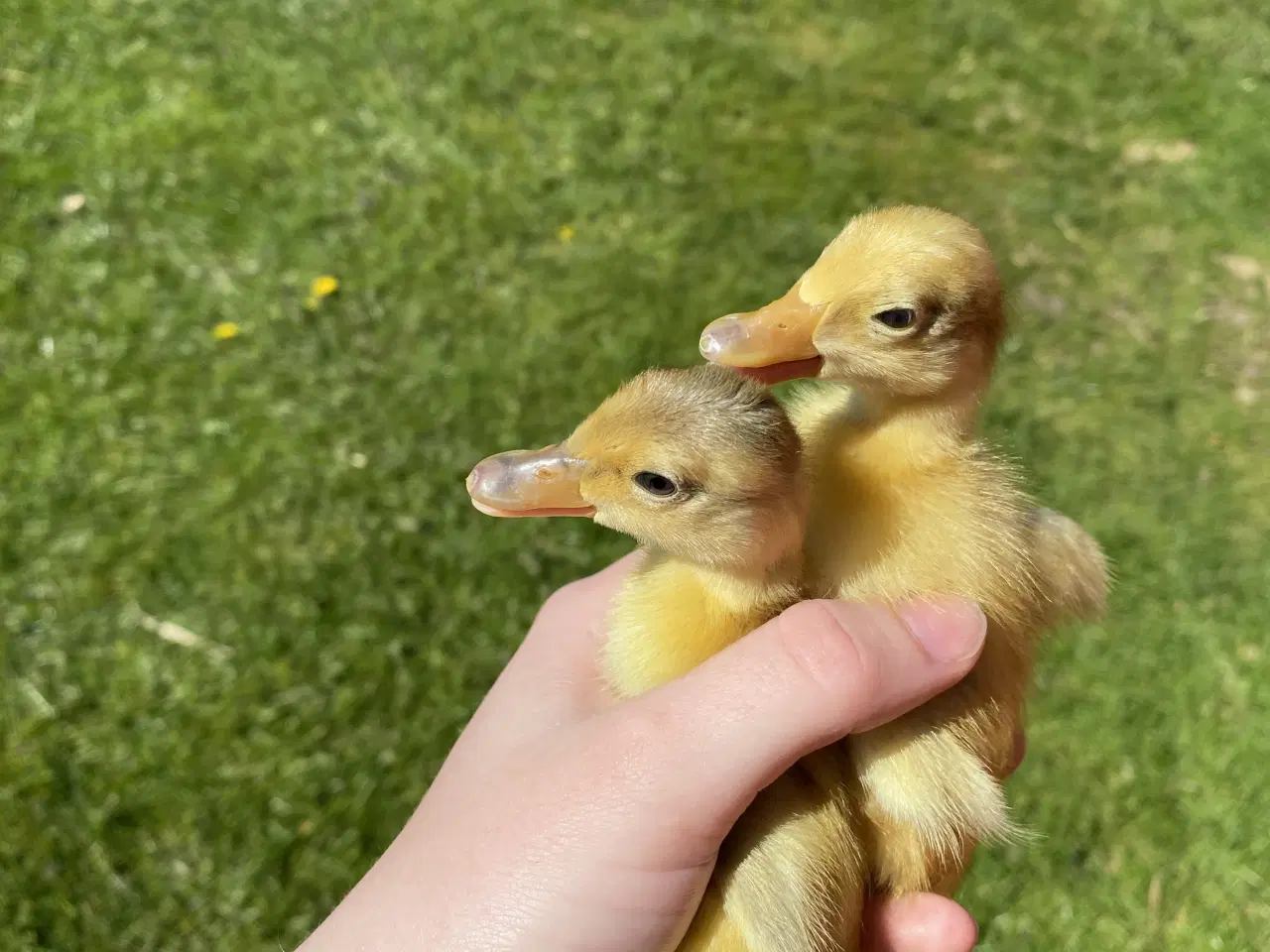 Billede 3 - Løbe ællinger 